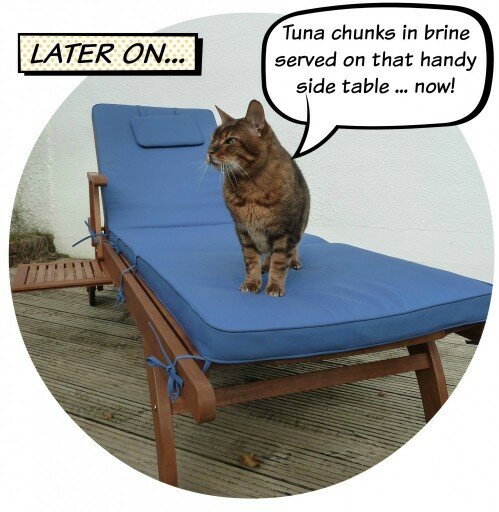 cat on lounger ordering food