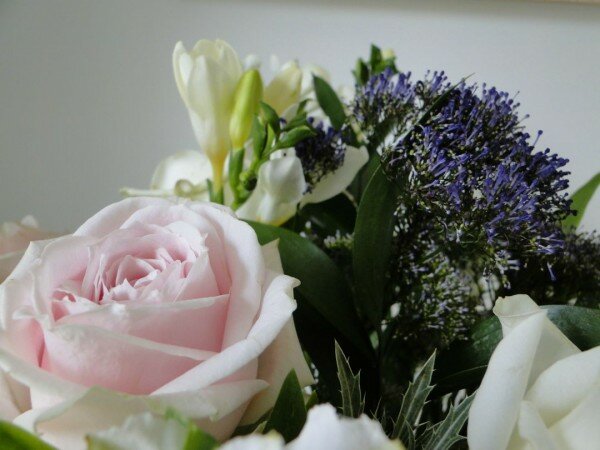 Avalanche-Roses-White-Freesia-Purple-trachelium-Appleyard-London-Flowers