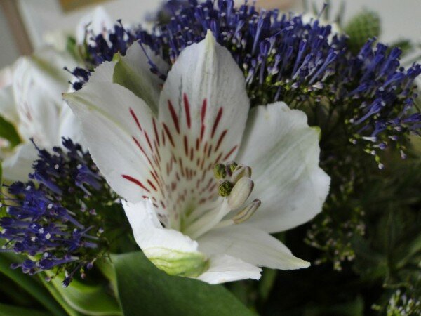 white-alstroemeria-purple-trachelium-Appleyard-London-Flowers